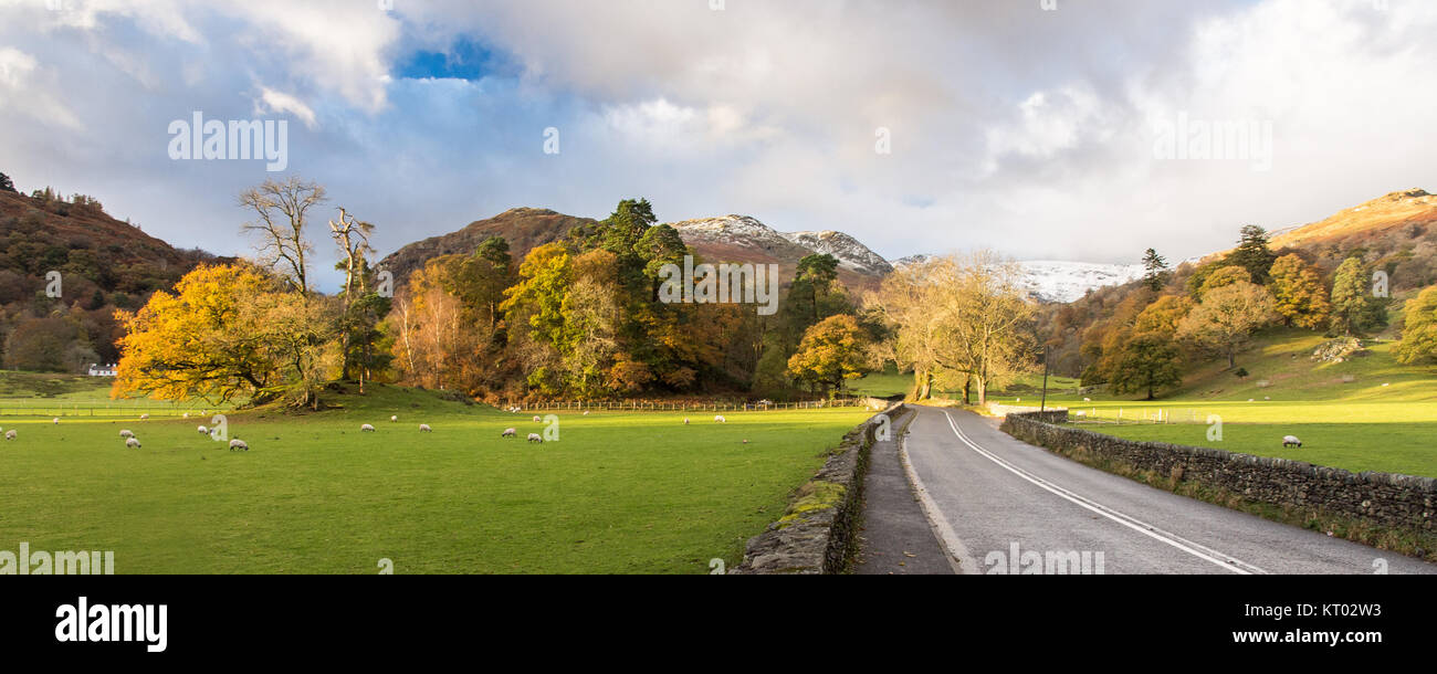 L'A591 route passe par des champs de pâturage de moutons et les arbres d'automne près de Ambleside, sous les montagnes de l'Angleterre de la Parc National de Lake District. Banque D'Images