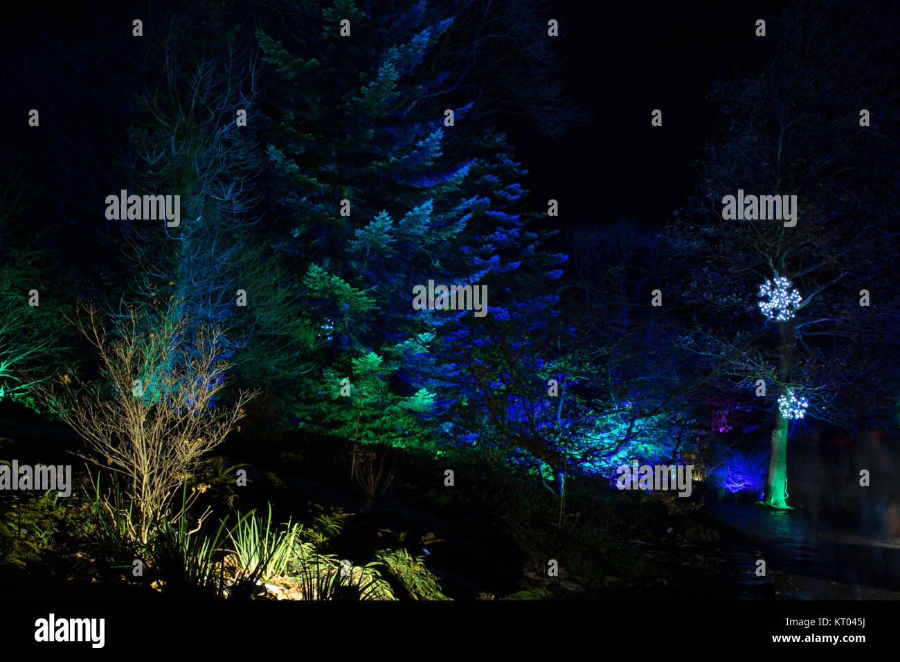 RHS Gardens - Glow Harlow Carr,Illuminations hiver,Harrogate North Yorkshire, Angleterre, Royaume-Uni. Banque D'Images