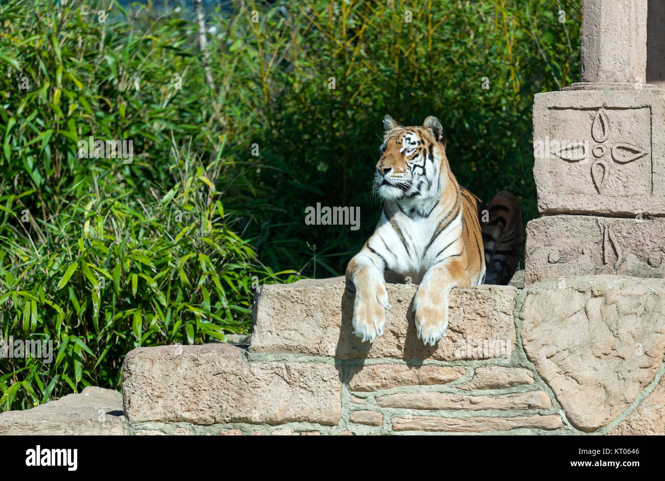 Aysha, Tigre, Isle of Wight Zoo Banque D'Images