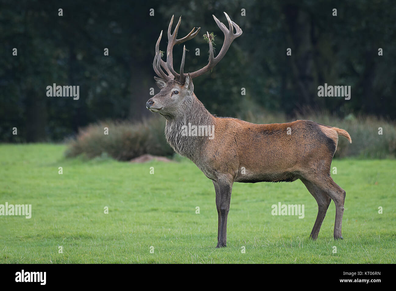 Une pleine longueur portrait of a red deer stag fièrement et majestueux Banque D'Images
