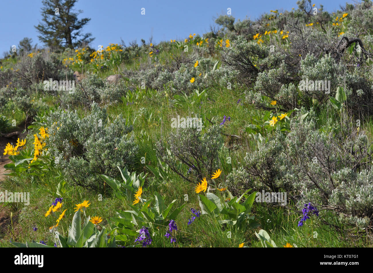 Cette image capture les fleurs jaunes vives d'Arrowleaf Balsamroot (Balsamorhiza sagittata) sur une colline dans le parc national de Yellowstone en juin 2011. La plante est originaire d'Amérique du Nord et se trouve couramment dans les paysages de l'ouest des États-Unis. Banque D'Images