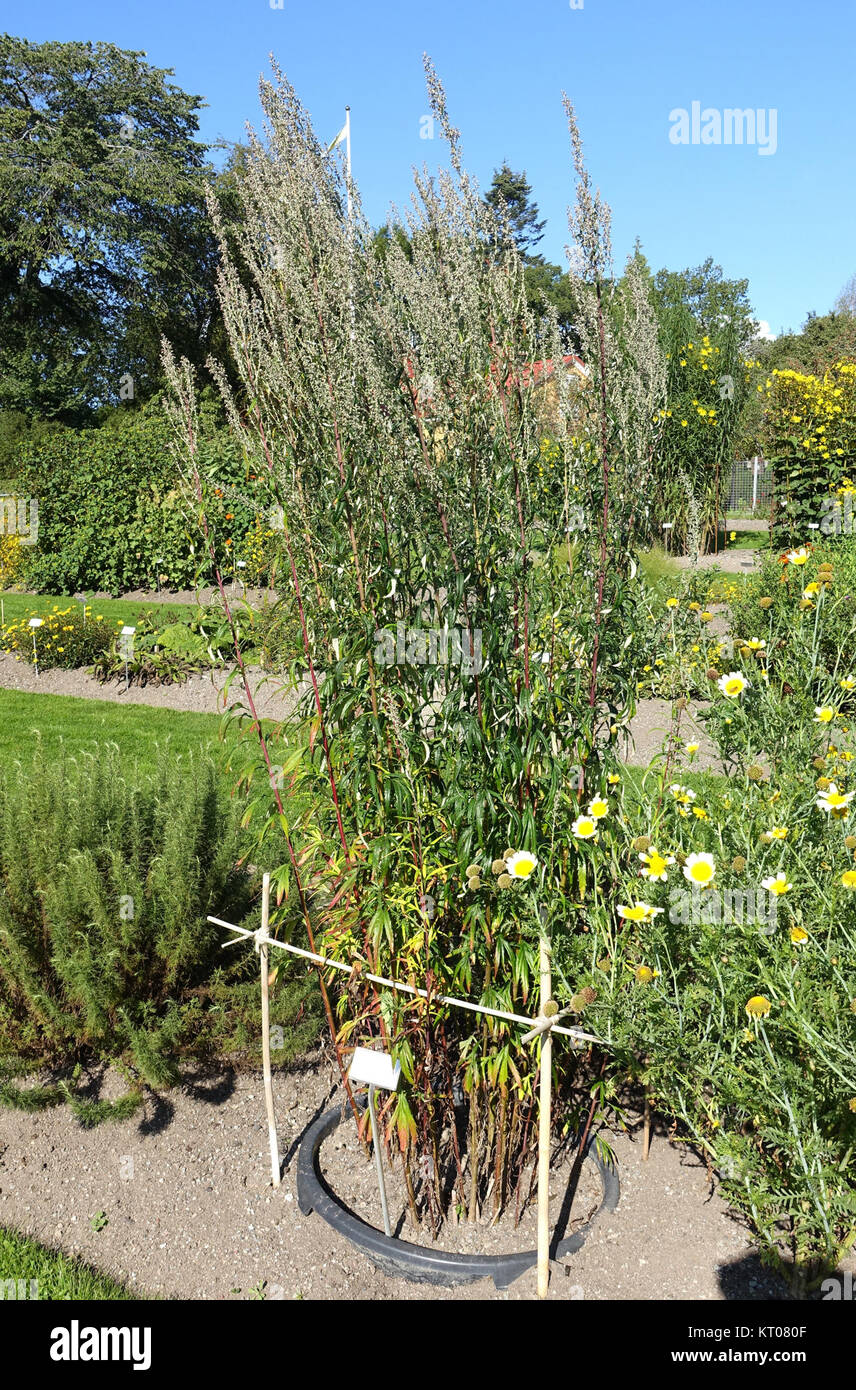 L'armoise (Artemisia verlotiorum selengensis) - Bergianska trC3A4Gcr3A5rden - Stockholm, Suède - DSC00175 Banque D'Images