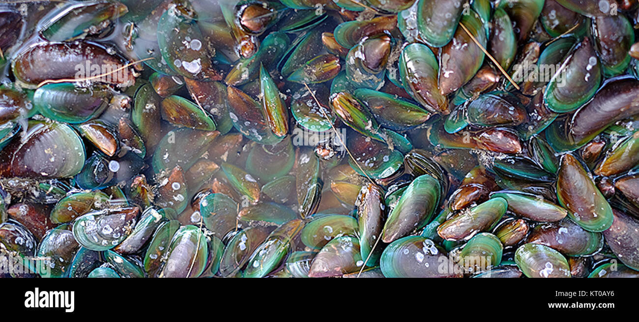 Les moules vertes asiatiques de Rayong, en Thaïlande, sont une ressource marine importante, connue pour leur valeur écologique et leur rôle dans les industries locales des fruits de mer. Banque D'Images