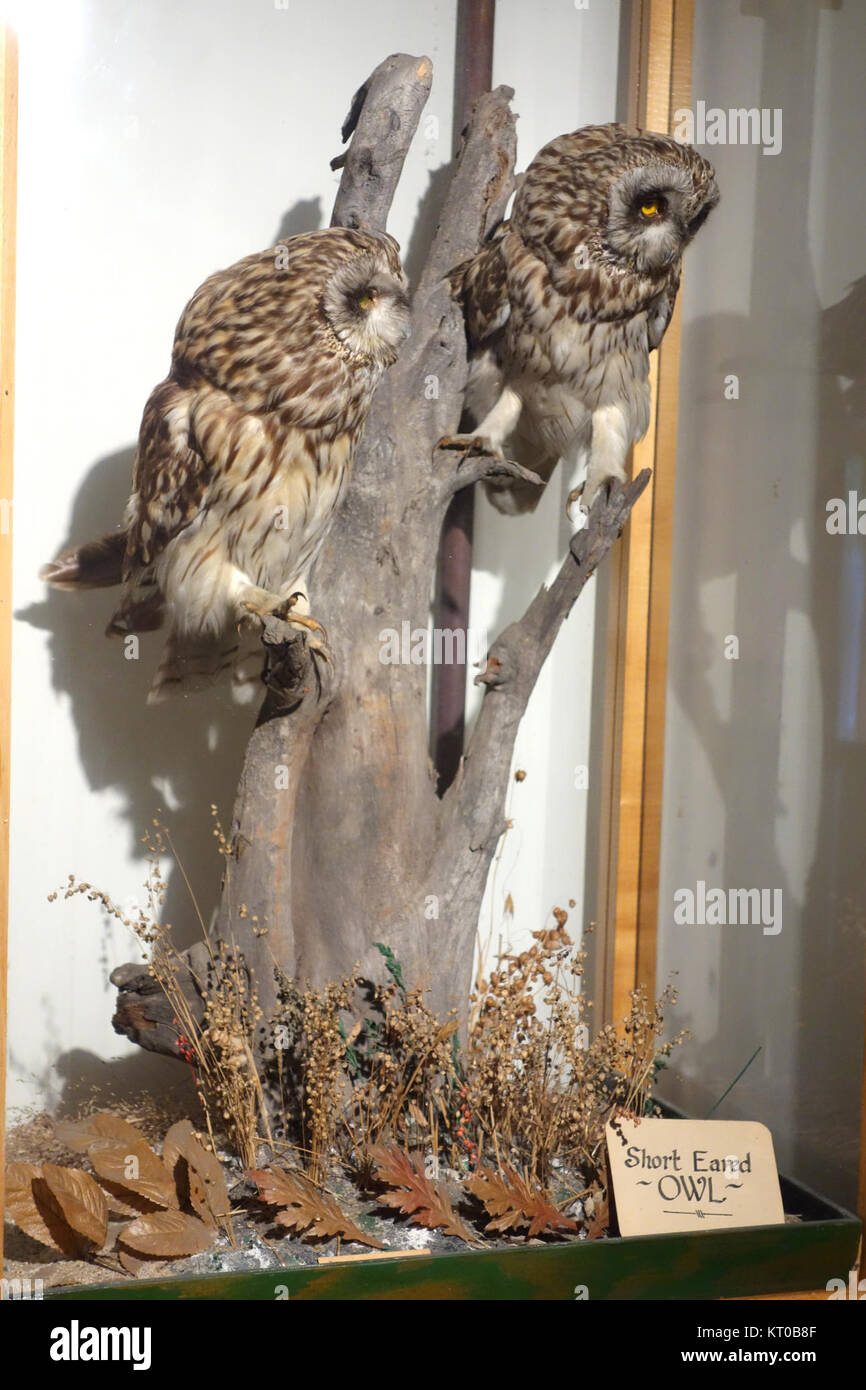 L'image montre un flammeus Asio, également connu sous le nom de hibou à oreilles courtes, exposé au Southern Vermont Natural History Museum. Cet oiseau de proie est connu pour ses touffes d'oreilles distinctives et ses habitudes de chasse. Banque D'Images