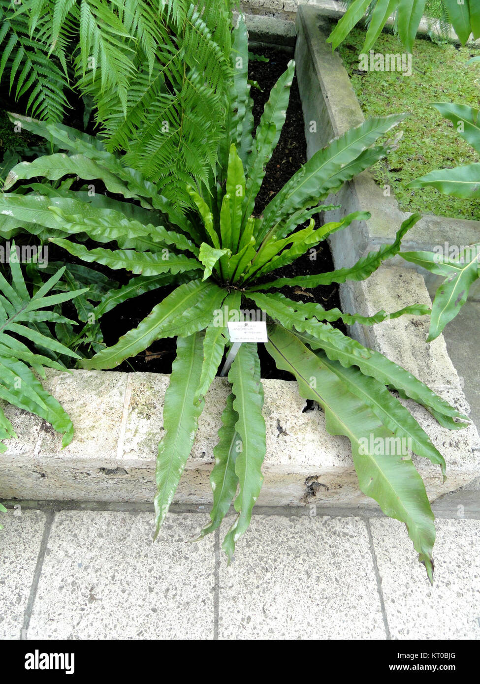 Asplenium antiquum, communément appelé fougère du nid d'oiseau japonais, est exposé dans le Botanischer Garten de Fribourg. Cette fougère est originaire d'Asie de l'est et est connue pour ses frondes distinctives, grandes et brillantes. Banque D'Images