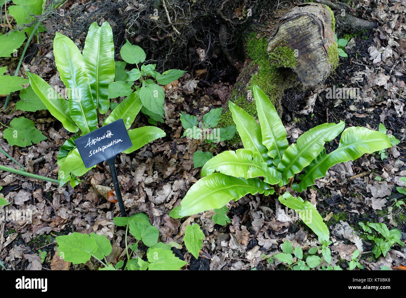 Asplenium scolopendrium, également connu sous le nom de fougère de langue de Hart, est présenté au RHS Garden Harlow Carr dans le Yorkshire du Nord, en Angleterre. Cette fougère est connue pour ses frondes distinctives et prospère dans des environnements humides et ombragés. Banque D'Images