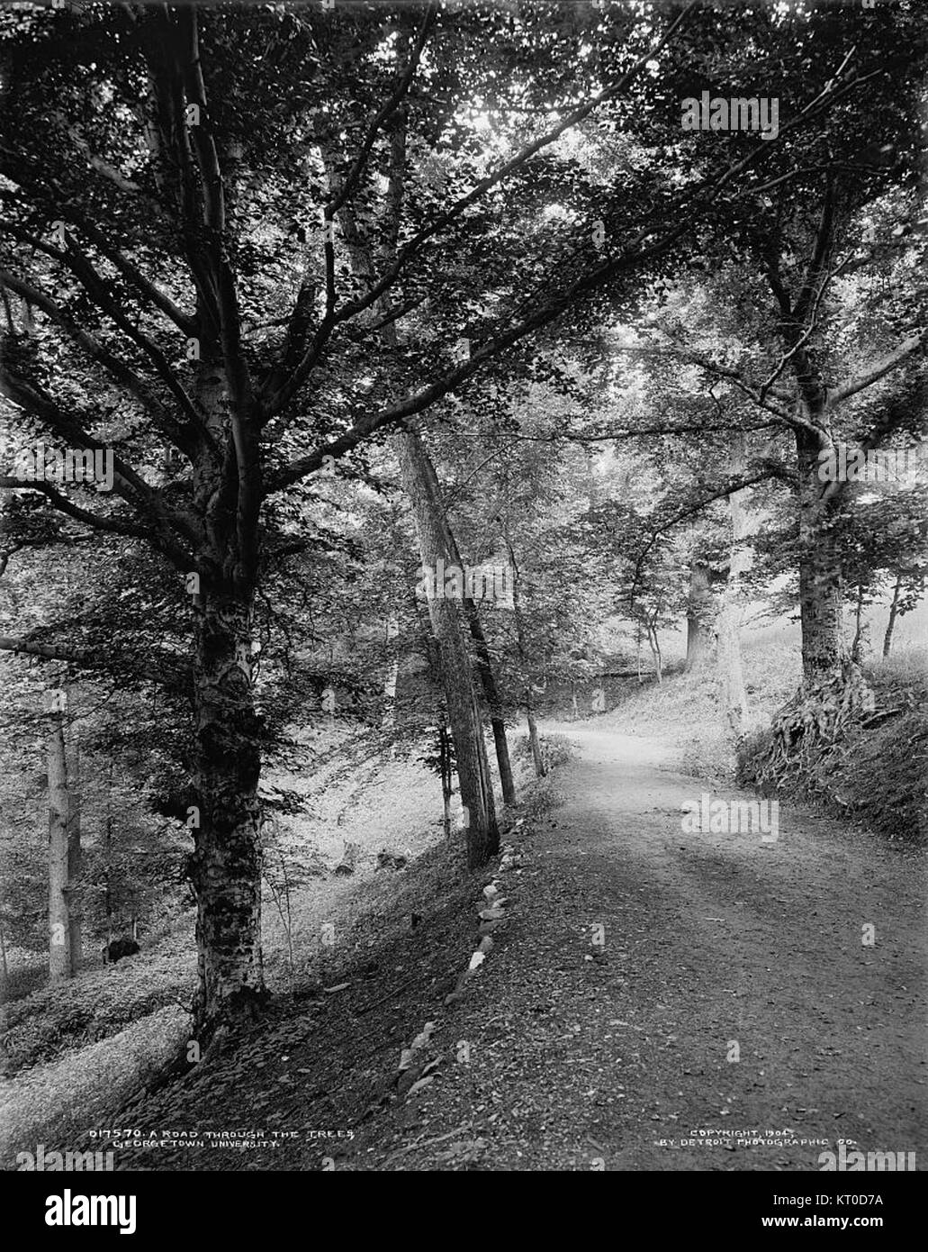 Cette image montre une route pittoresque bordée d'arbres, menant à travers le campus de l'Université de Georgetown. La vue met en valeur l'environnement serein et la beauté naturelle du terrain universitaire. Banque D'Images
