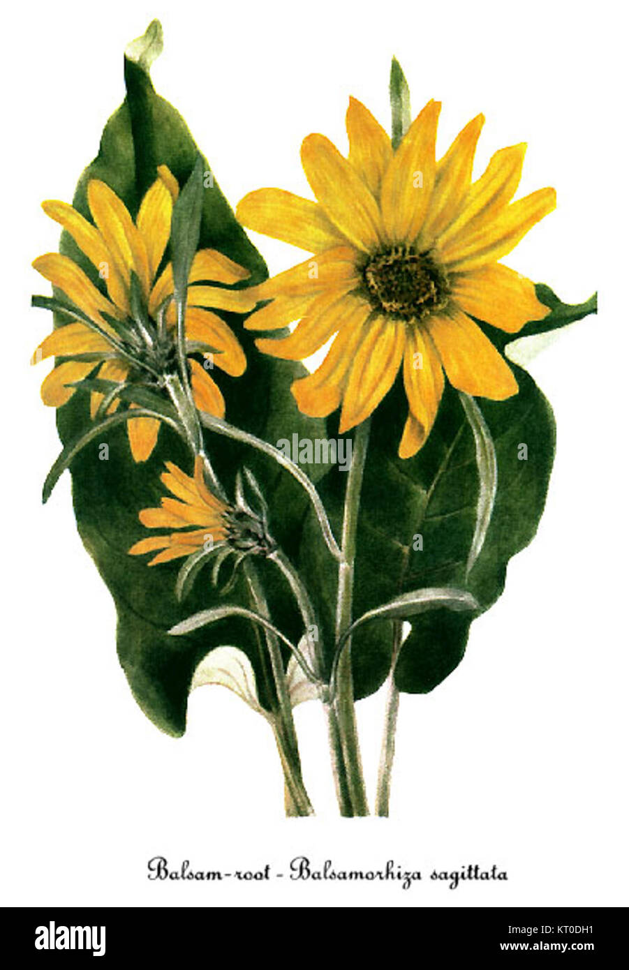 Balsamorhiza sagittata, également connu sous le nom de balsamroot arrowleaf, est représenté par Mary Vaux Walcott dans une illustration botanique détaillée. Le travail de Walcott se concentre sur les caractéristiques de la plante et sa place dans la nature. Banque D'Images
