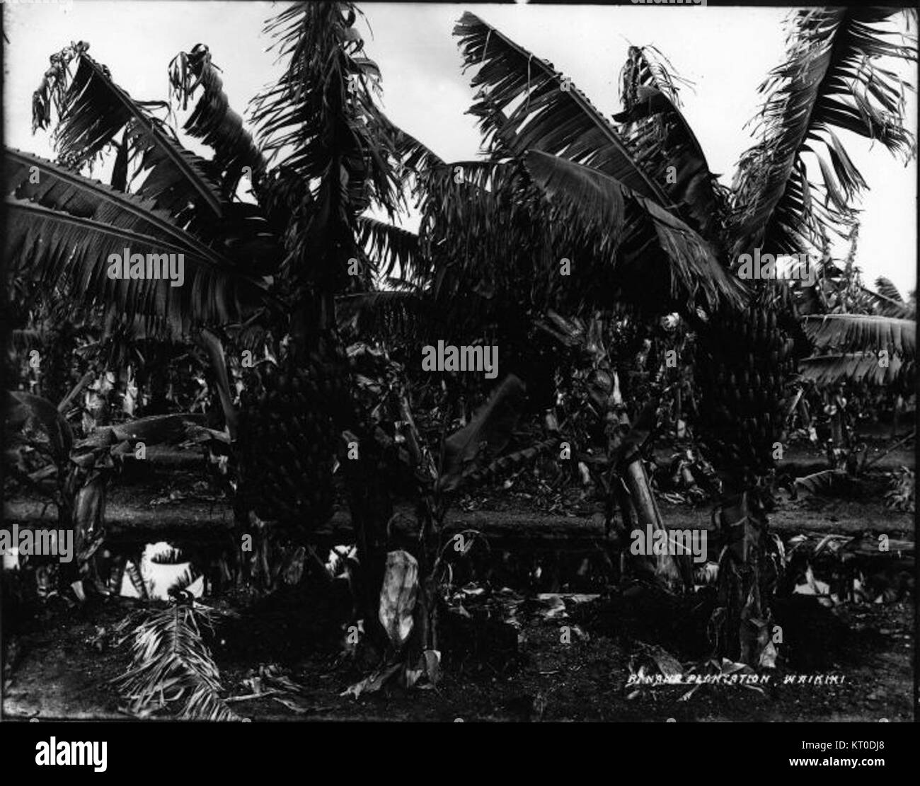 Cette photographie, prise par frère Bertram, montre une plantation de bananes. L'image capture le processus agricole et les vastes champs de bananes, mettant en évidence le travail des ouvriers des plantations. Banque D'Images