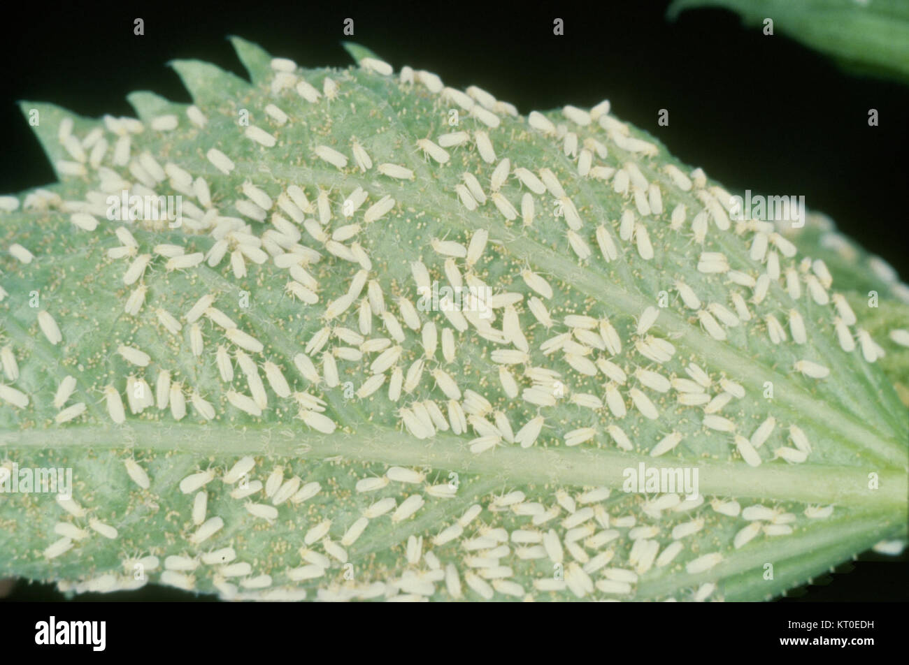 Bemisia argentifolii, également connue sous le nom de mouche blanche silverleaf, est un insecte nuisible affectant les cultures dans le monde entier. Il endommage les plantes en se nourrissant de sève, ce qui réduit la santé des plantes et le rendement. Banque D'Images