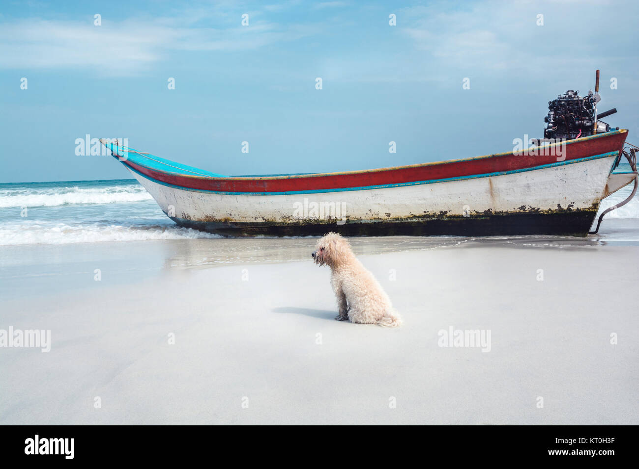 Un petit chien caniche assis sur une plage de sable à côté d'un bateau en Thaïlande, l'air très hors contexte. Banque D'Images