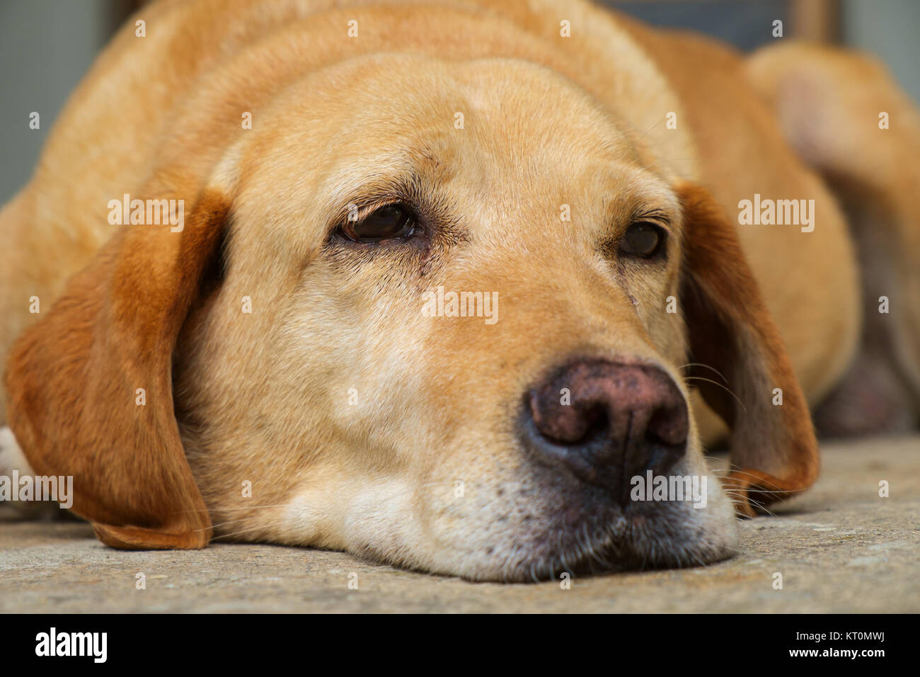 Labrador Retriever jaune est posé dans l'air extérieur Banque D'Images