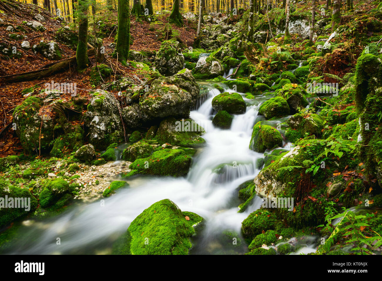 Sur le magnifique paysage automne Creek près de Bohinj Banque D'Images