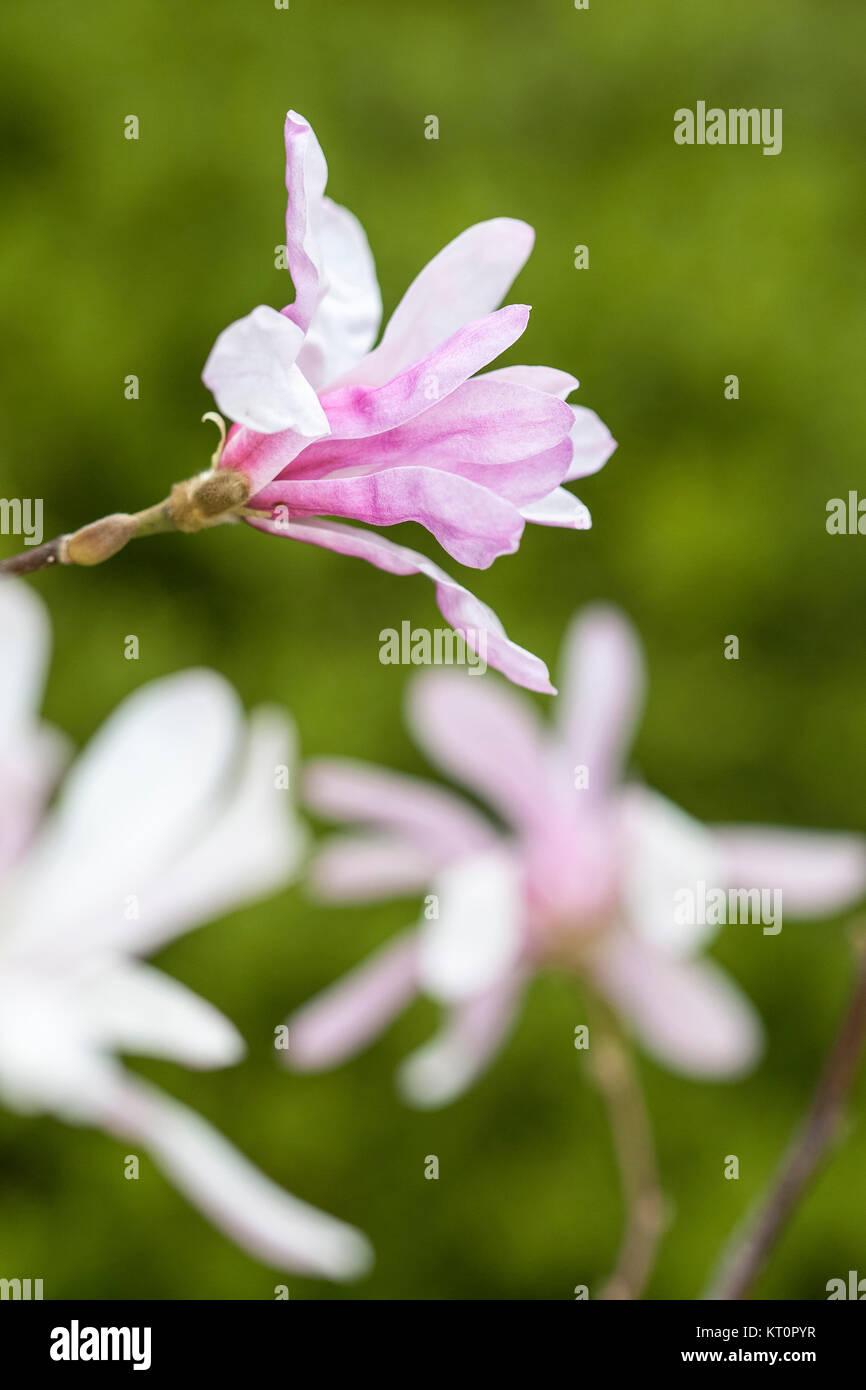 MAGNOLIA STELLATA 'Rosea' Banque D'Images