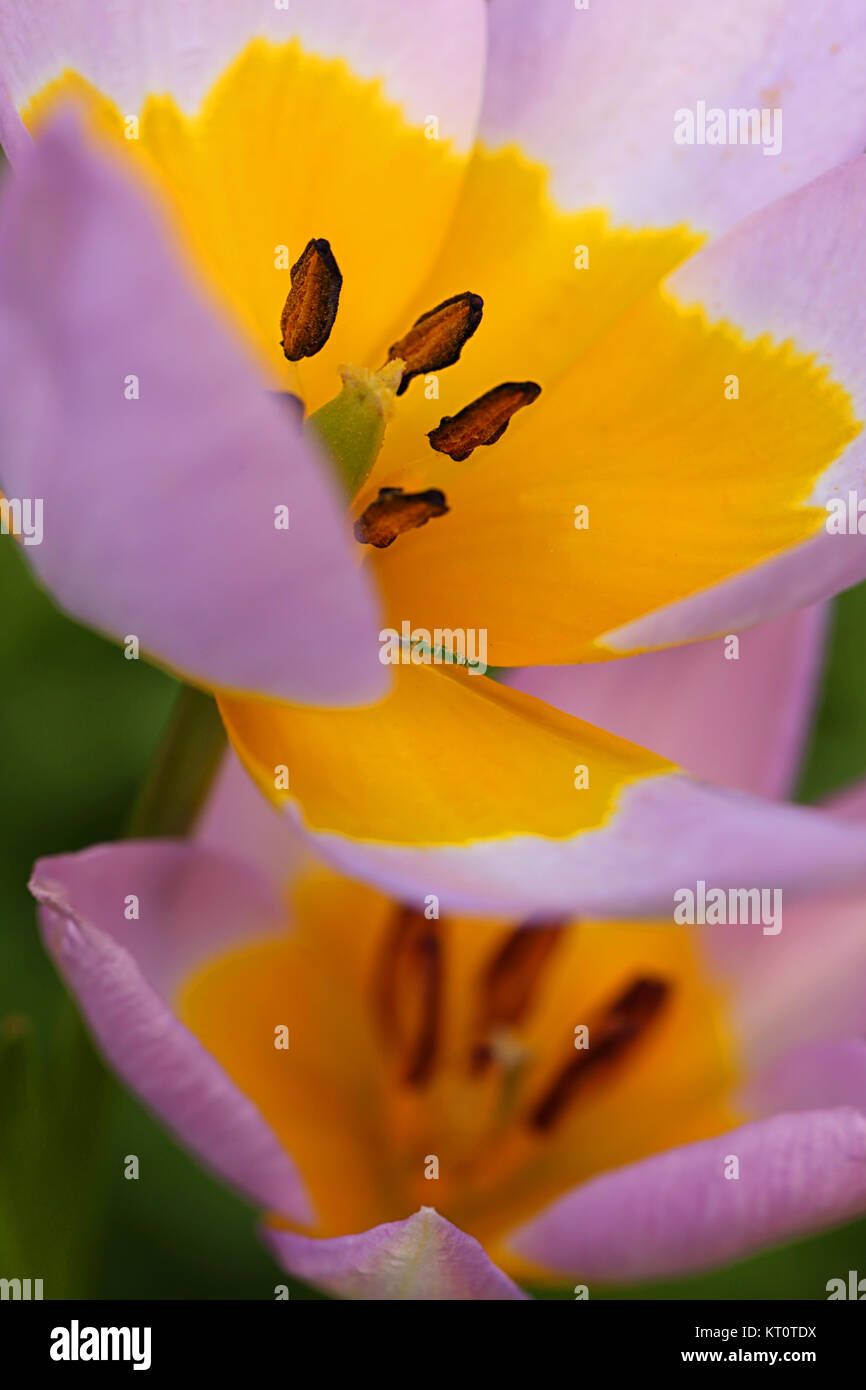 Macro enregistrement tulipe sauvage Tulipa bakeri merveille lilas Banque D'Images