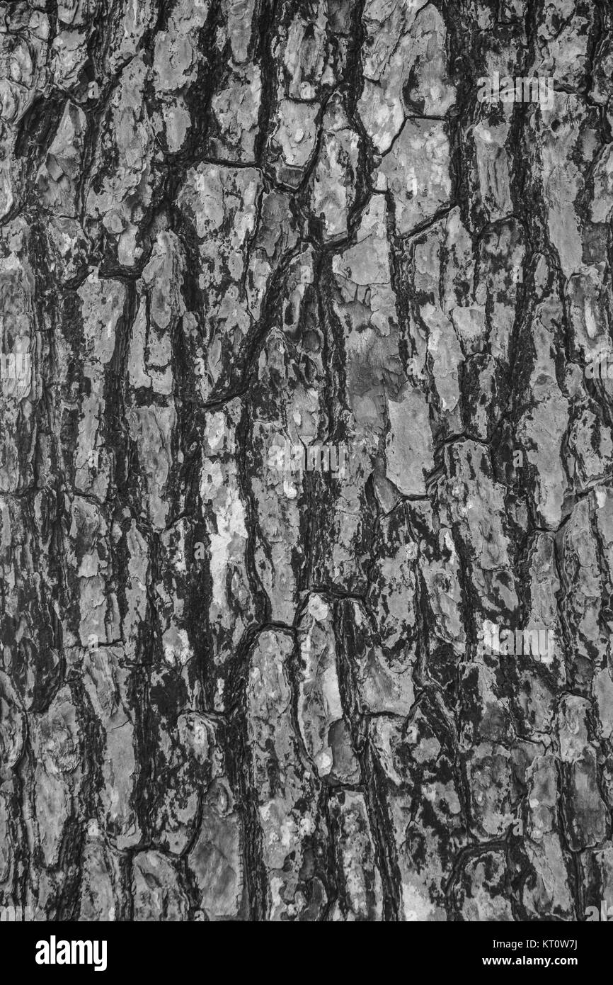 La texture de l'écorce des arbres, Close up. Grand arbre à Forest dans l'île de Con Dao, Vietnam. Banque D'Images