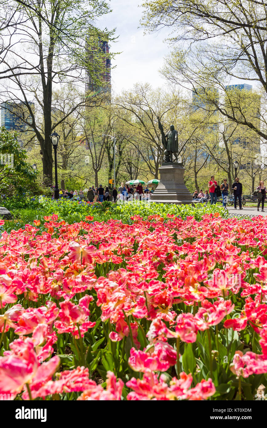Fleurs en fleurs au printemps dans Central Park avec une statue de Christophe Colomb dans l'arrière-plan, Manhattan, New York, USA Banque D'Images