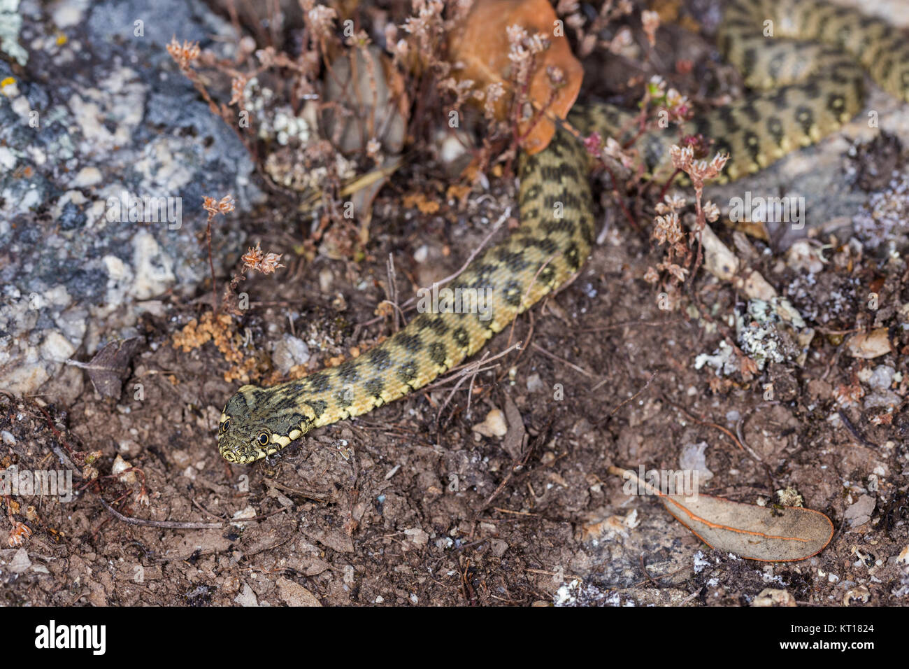 Natrix maura est un serpent d'eau nicheur dans certaines régions (camargue, du genre Natrix. Son nom commun est viperine snake viperine ou serpent d'eau. Banque D'Images