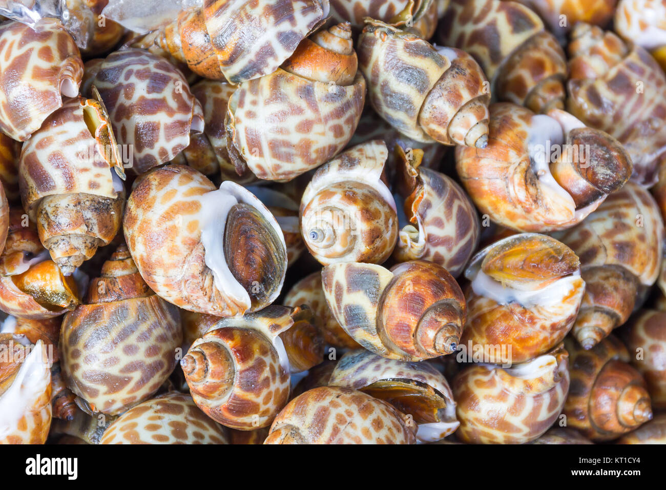 Repéré Babylone ou Babylonia areolata Photo Stock - Alamy