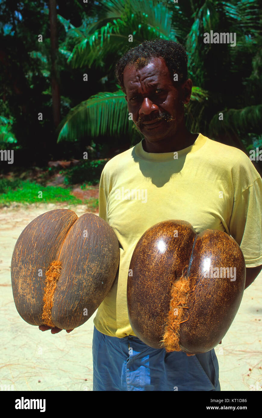 Coco de Mer, l'île de Praslin, Seychelles Banque D'Images