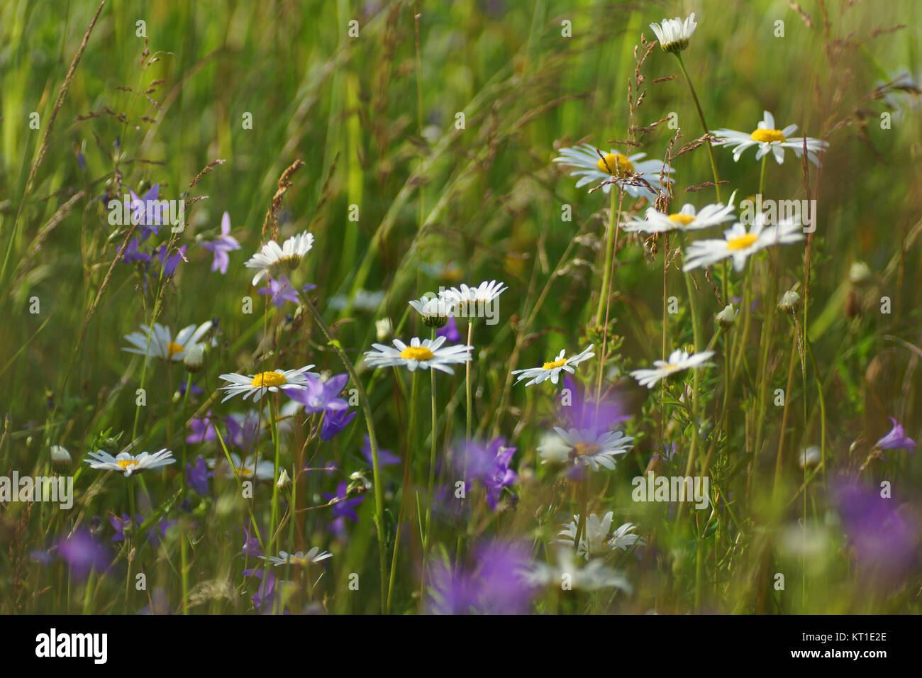 Fleurs et l'herbe éclairées par la lumière du soleil chaud de l'été sur un pré, abstract backgrounds naturel pour votre conception. Camomille Meadow Banque D'Images