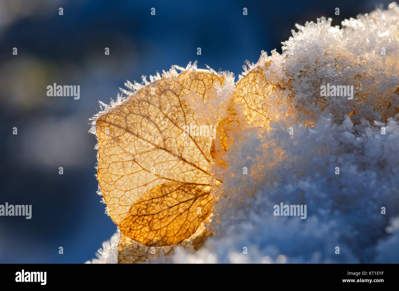 Close up d'un pétale de fleur Hortensia pâle avec une couche de glace gelée blanche sur un froid matin d'hiver, de l'Allemagne. Banque D'Images