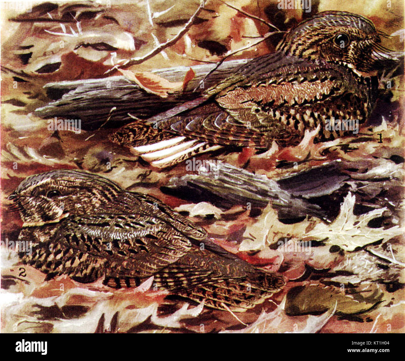 Caprimulgus carolinensis, communément connu sous le nom de bocal de Caroline, est une espèce de bocal de nuit trouvée en Amérique du Nord. Elle se caractérise par son comportement nocturne et son plumage camouflé. Banque D'Images