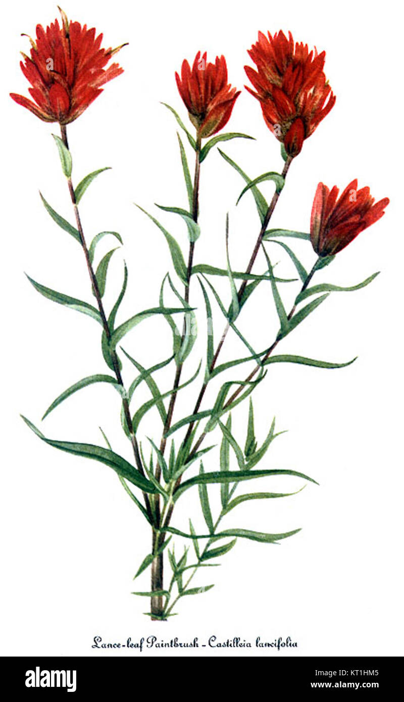 Cette illustration de *Castilleja linariifolia*, également connue sous le nom de pinceau indien à feuilles étroites, a été créée par Mary Vaux Walcott. L'œuvre met en évidence les détails complexes de cette espèce végétale indigène, que l'on trouve couramment dans l'ouest des États-Unis. Banque D'Images