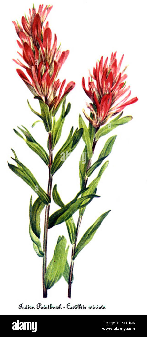 *Castilleja miniata*, également connu sous le nom de pinceau écarlate, est une fleur sauvage vibrante représentée dans une illustration botanique de Mary Vaux Walcott. Il est originaire d'Amérique du Nord et apprécié pour ses fleurs rouges frappantes. Banque D'Images