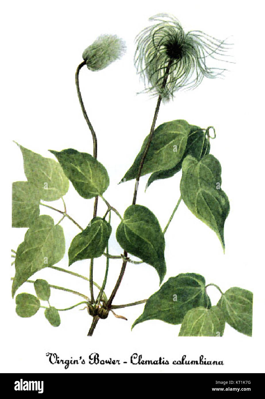 Illustration de Clematis columbiana, une espèce végétale, par Mary Vaux Walcott, mettant en évidence les détails botaniques et la représentation scientifique de la fleur. Banque D'Images