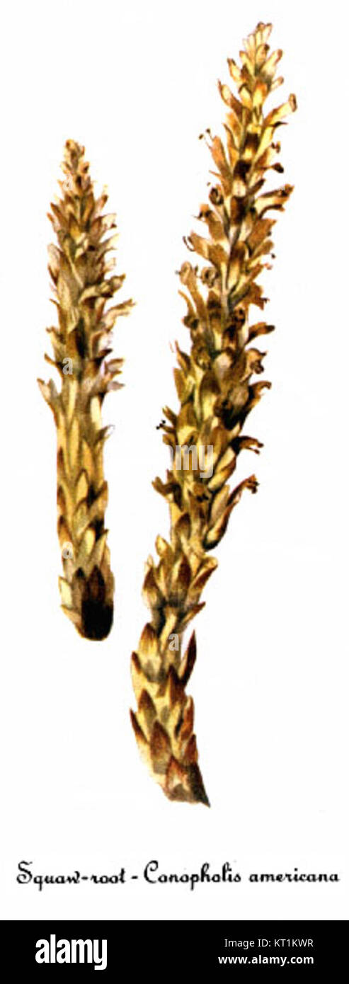 Conopholis americana, illustré par Mary Vaux Walcott, est une espèce de plante parasitaire originaire d'Amérique du Nord, connue pour son aspect unique et son rôle écologique. Banque D'Images