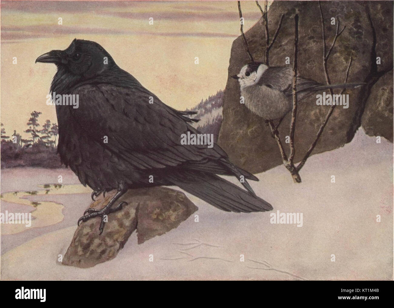 Illustration détaillée de Louis Agassiz Fuertes représentant les oiseaux Corvus corax principalis et Perisoreus canadensis canadensis. Ces espèces sont indigènes en Amérique du Nord et sont représentées dans les études ornithologiques. Banque D'Images