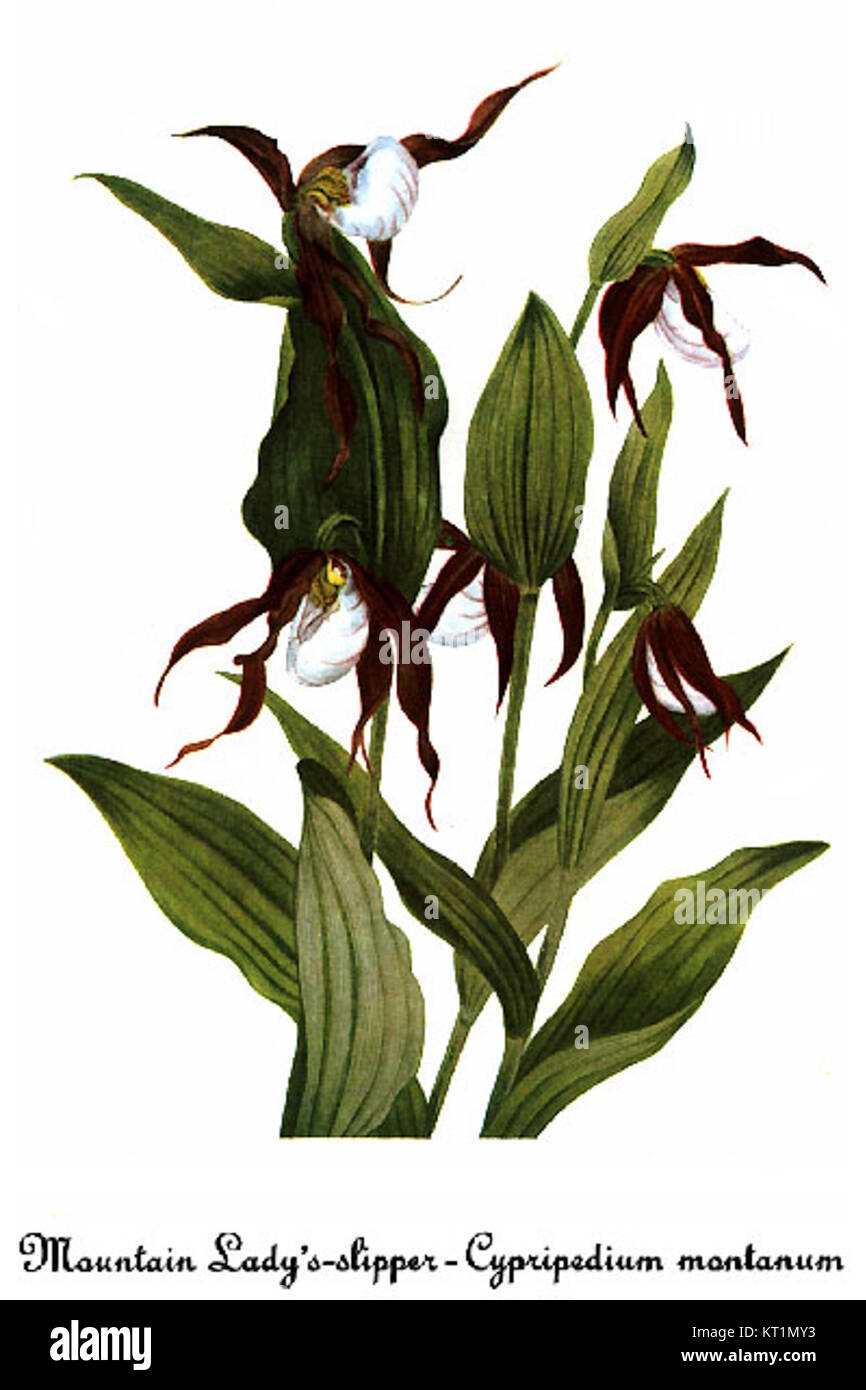 Cette illustration de Mary Vaux Walcott représente le Cypripedium montanum, également connu sous le nom de pantoufle de la dame des montagnes, une espèce d'orchidée originaire d'Amérique du Nord. L'illustration botanique détaillée de Walcott capture les caractéristiques distinctes de la plante. Banque D'Images