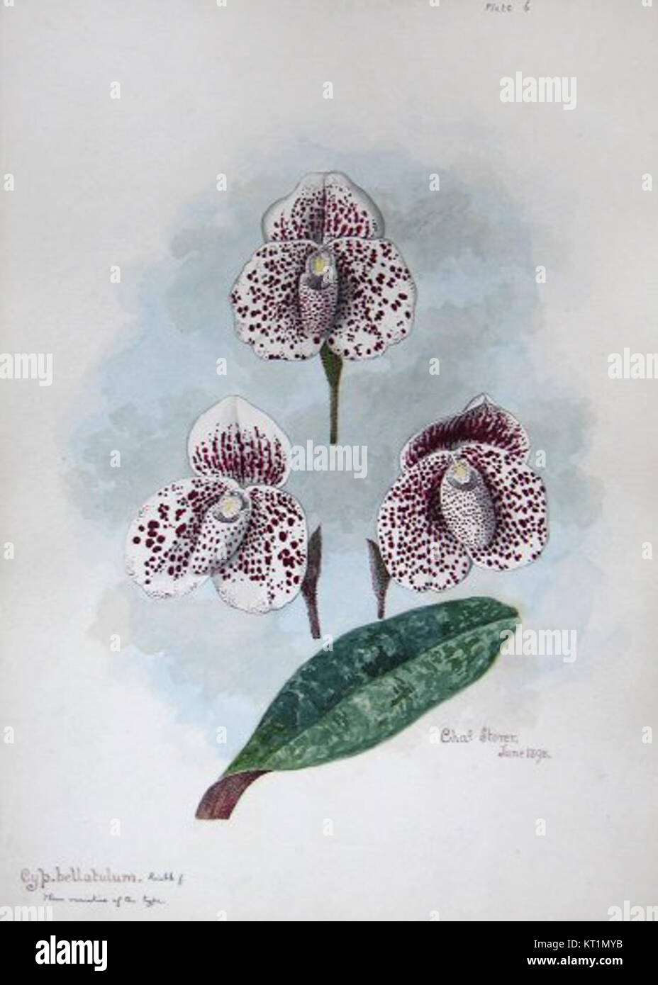 Une aquarelle de Charles Storer de 1898 représentant le bellatulum de Cypripedium, une espèce rare d'orchidées connue pour sa forme unique et ses couleurs vibrantes. Banque D'Images
