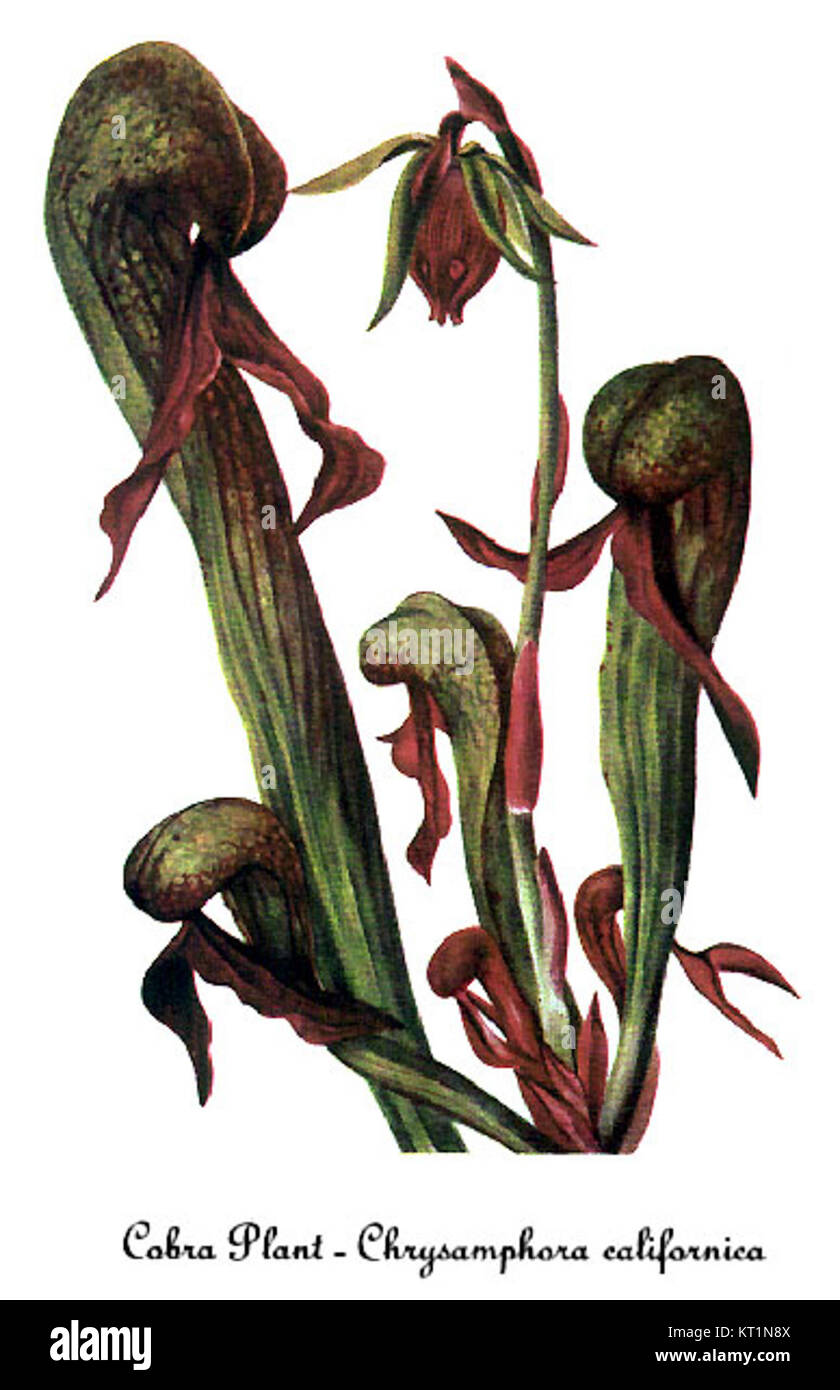 Une illustration botanique de Darlingtonia californica, également connue sous le nom de plante californienne, par Mary Vaux Walcott. Cette espèce est originaire du nord de la Californie et de l'Oregon, connue pour sa forme tubulaire unique et son comportement alimentaire carnivore. Banque D'Images