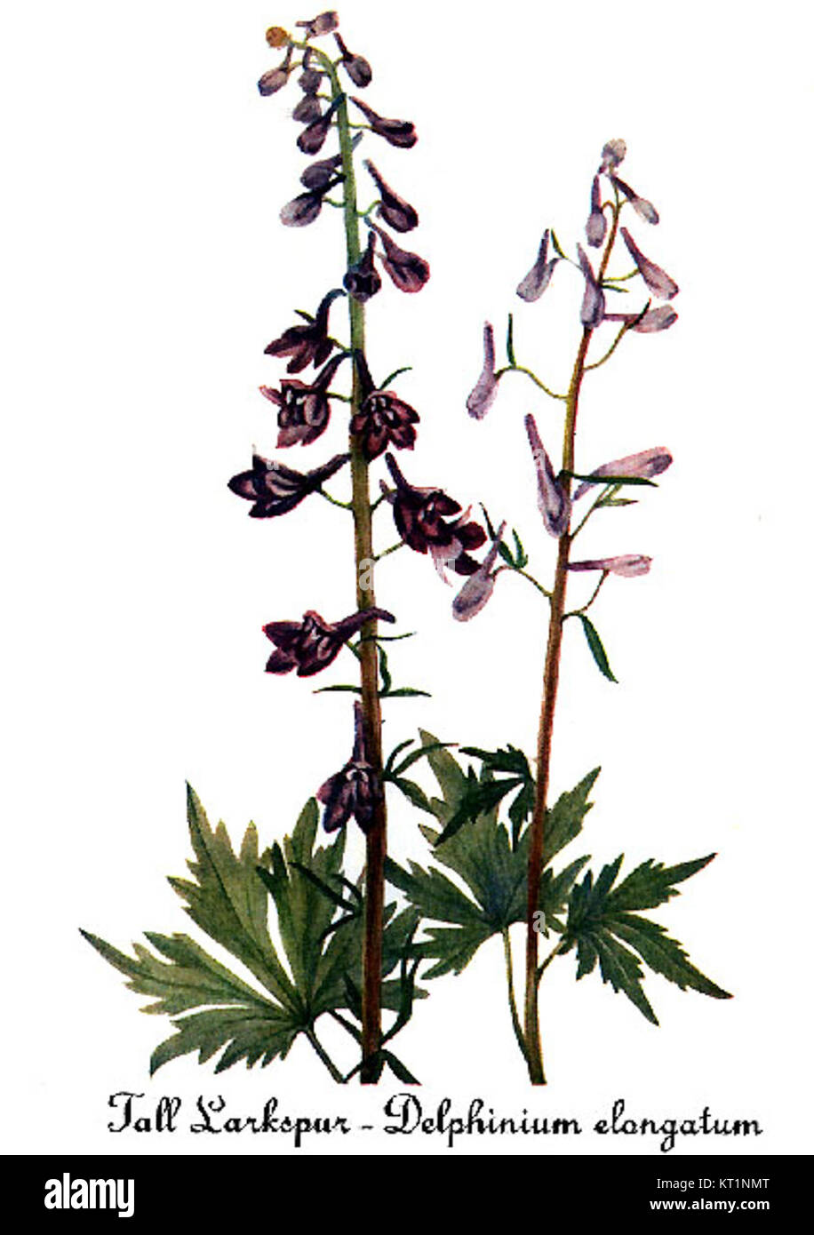 Illustration botanique de Delphinium elongatum par Mary Vaux Walcott, mettant en valeur les caractéristiques détaillées et la coloration de la plante. Banque D'Images