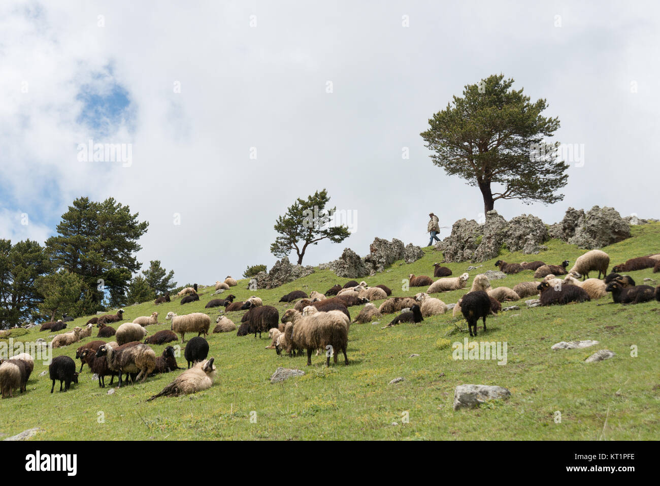 Artvin est une ville dans le nord-est de la Turquie d'environ 30 km de la côte de la mer Noire.Les bergers troupeaux sont dans la nature. Banque D'Images