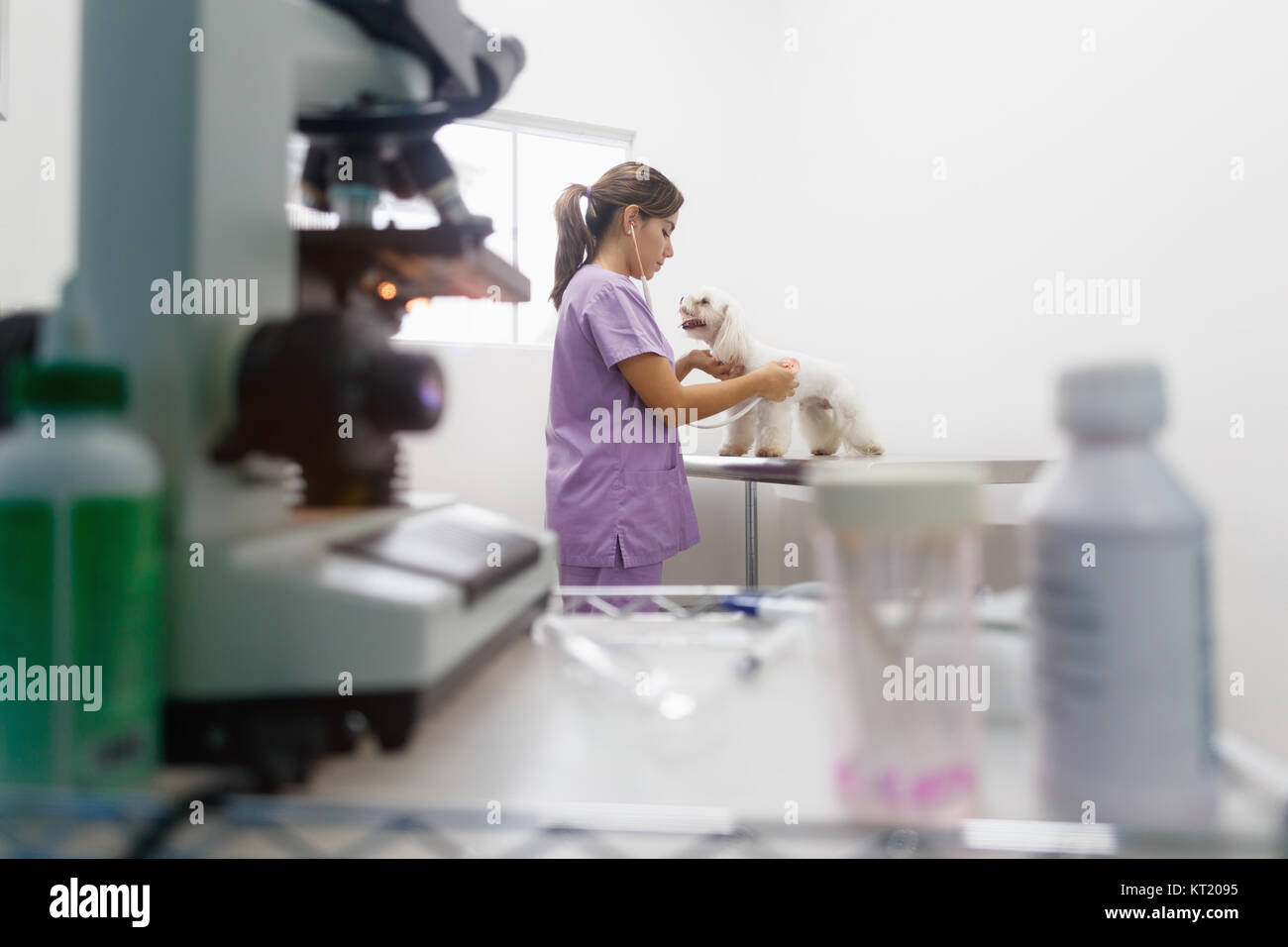 Jeune femme latina travailler comme vétérinaire, vétérinaire au cours de visite. Médecin des animaux malades en pet dans une clinique et contrôle de chien cardiaque. Les gens, emploi, professi Banque D'Images