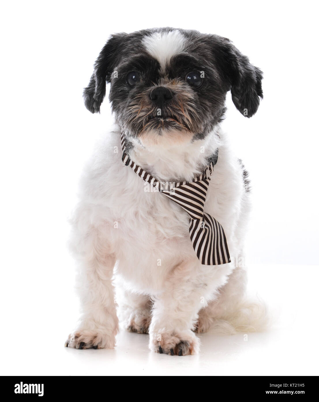 Senior male shih tzu wearning cou cravate sur fond blanc Banque D'Images