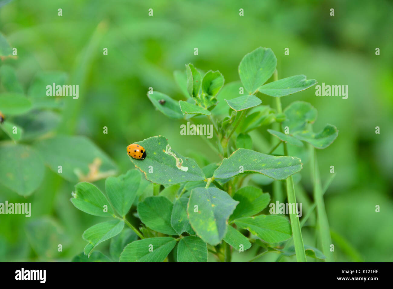 Coccinelle sur l'herbe verte Plus Bachground vert Banque D'Images