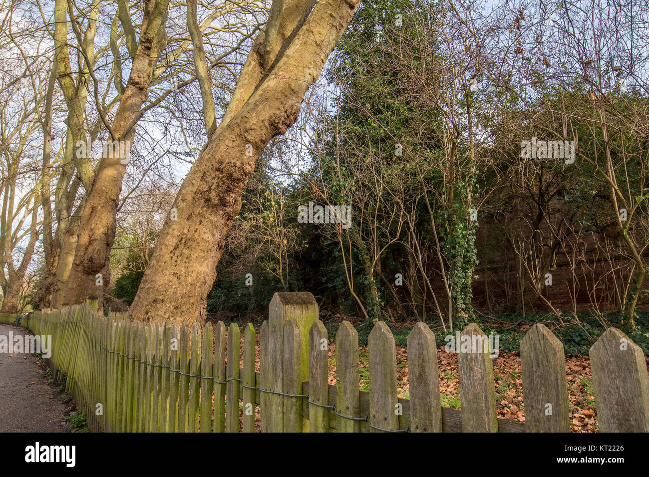 Arbres dans le bois derrière une clôture Banque D'Images