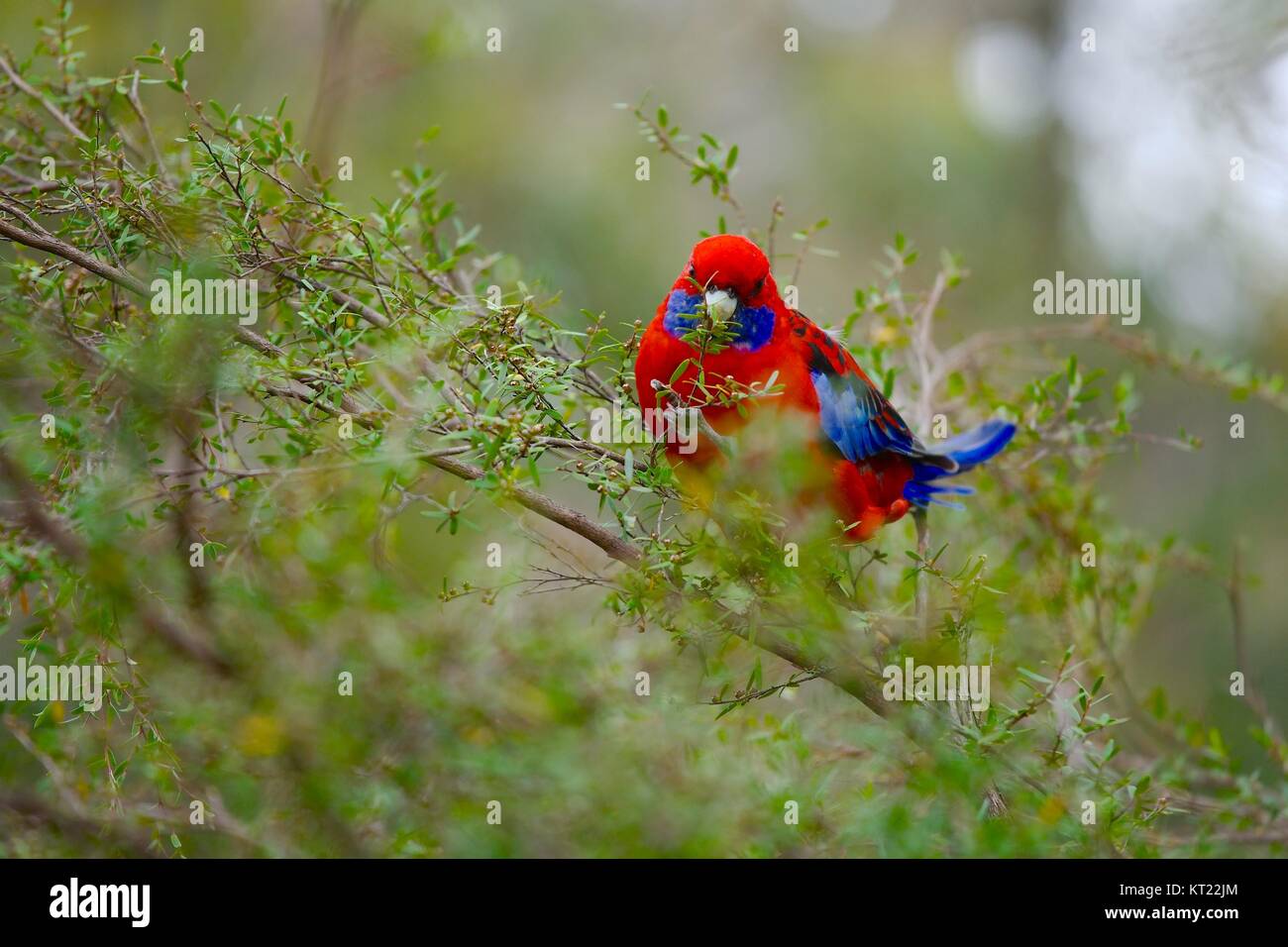 Parrot dans les branches Banque D'Images