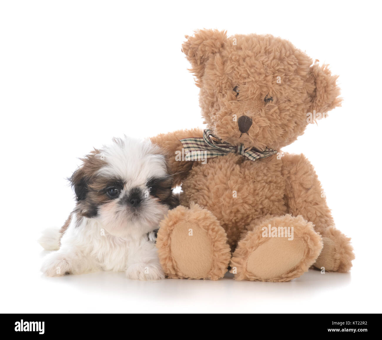 Shih Tzu chiot avec le bras d'un ours autour de lui Banque D'Images