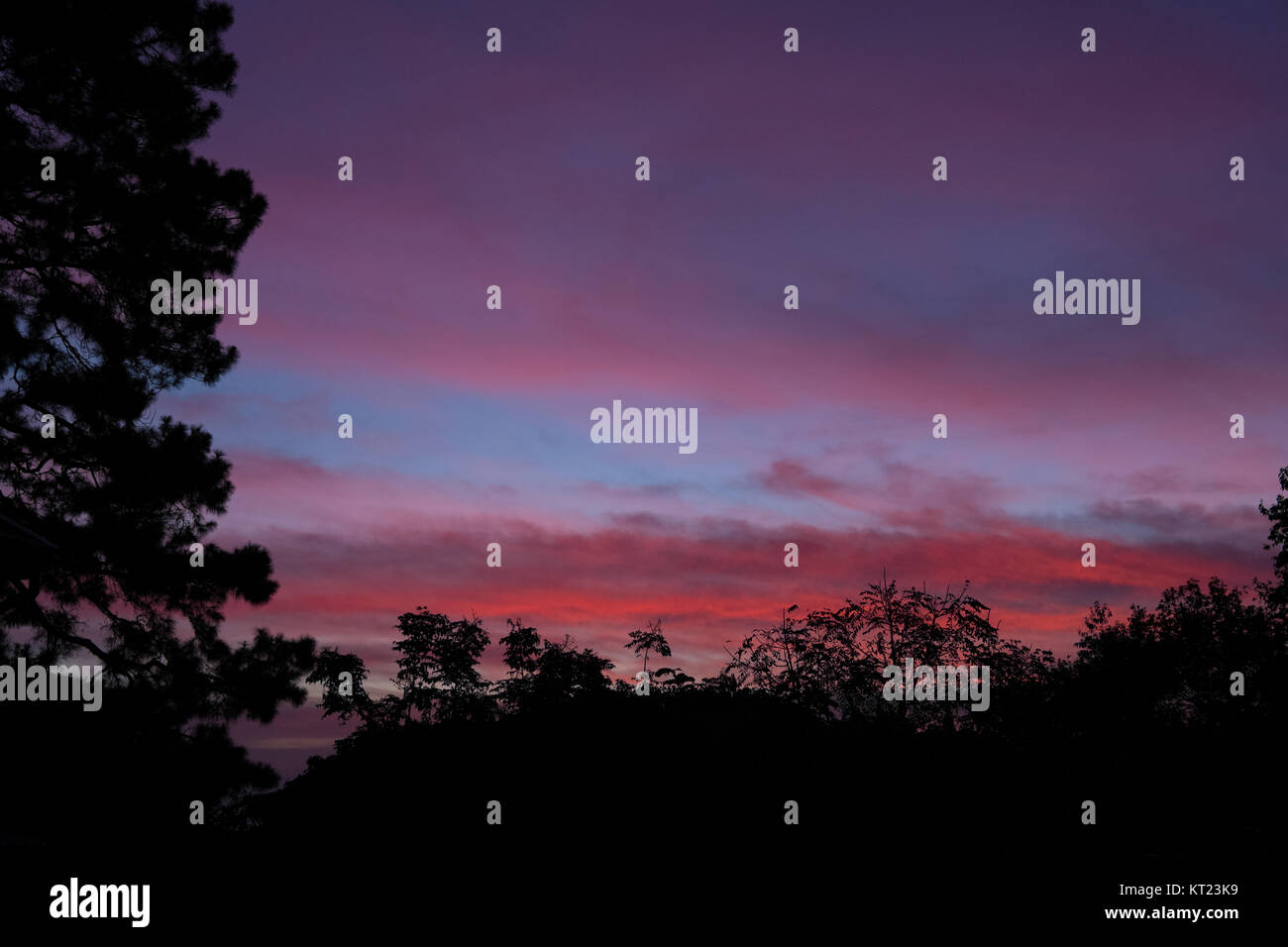 Arbre silhouette avec ciel dramatique à l'aube. nature paysage le matin Banque D'Images