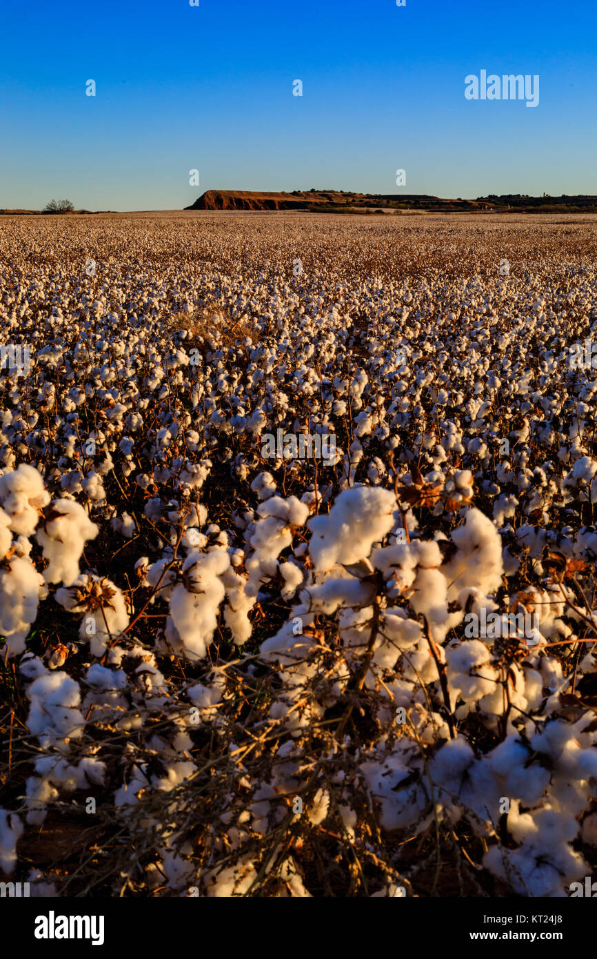 Les champs de coton poussent autour des buttes près de Gloss Mountains State Park dans l'Oklahoma. Banque D'Images