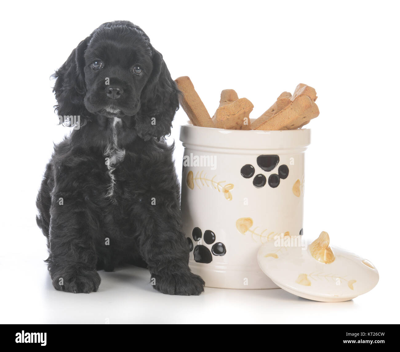 Chiot mignon assis à côté d'un cookie jar sur fond blanc Banque D'Images