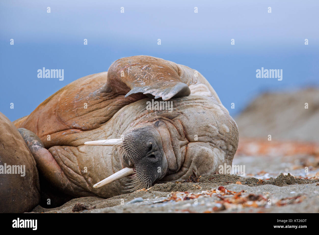 Le morse (Odobenus rosmarus mâle) reposant sur la plage et en se grattant la tête avec scène flipper, Svalbard, Norvège Spitzberg / Banque D'Images