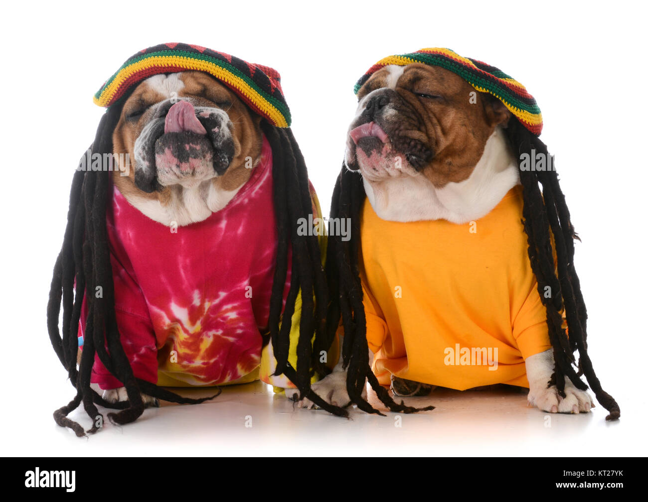 Dreadlocks de chien Banque d