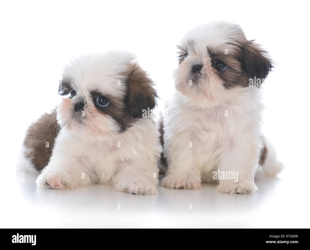 Deux adorables shih tzu chiot la litière sur fond blanc Banque D'Images