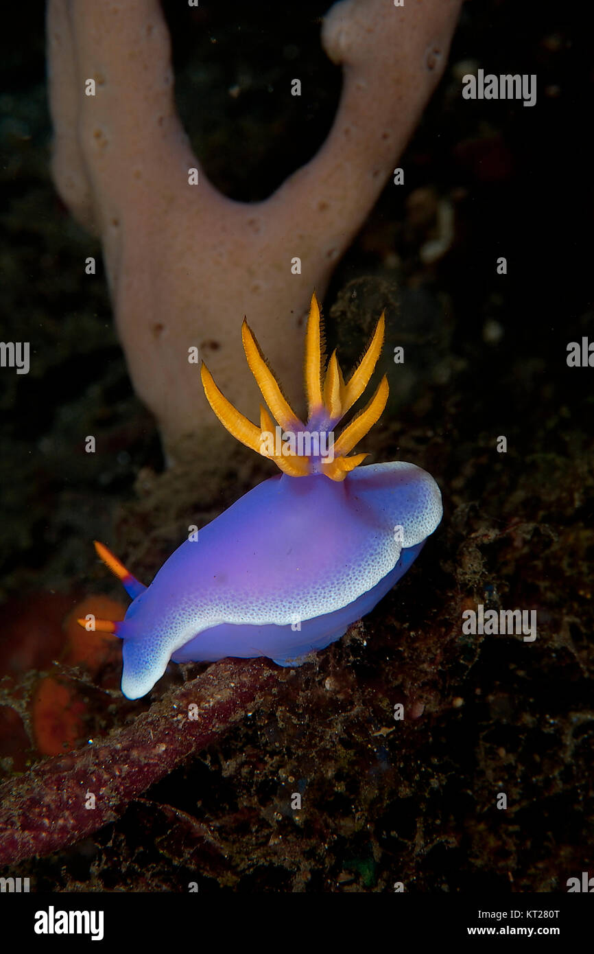 Nudibranche (HYPSELODORIS BULLOCKI tendue) Banque D'Images